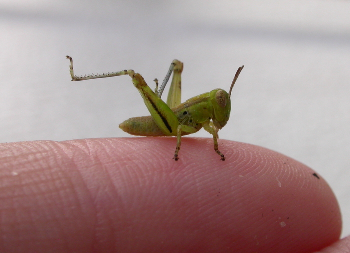 baby grasshopper
