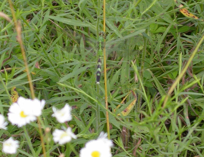 green dragonfly