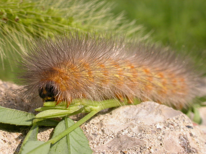 wooly caterpillar
