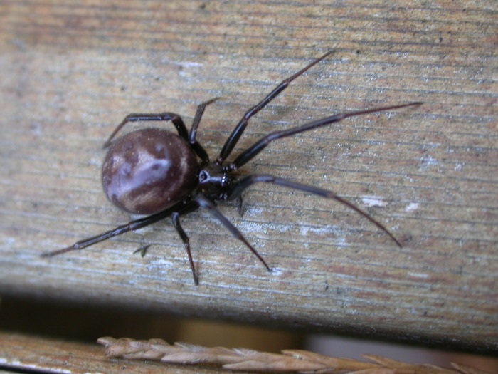 orb spider