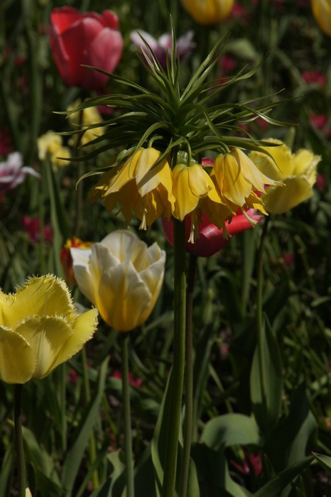 tulips and Fritillaria imperialis
