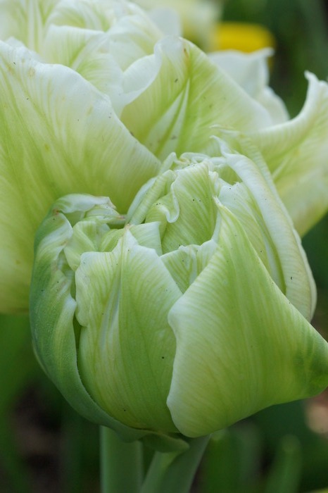green tulip