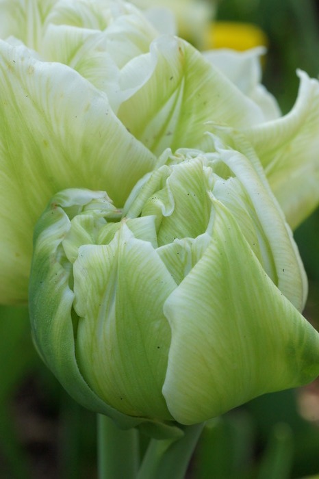 green tulip