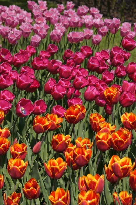 orange and pink tulips