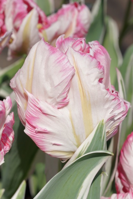 pink tulip