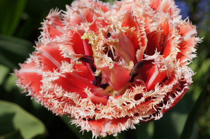 fringed red tulip