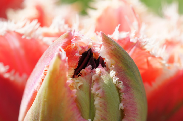 fringed bud