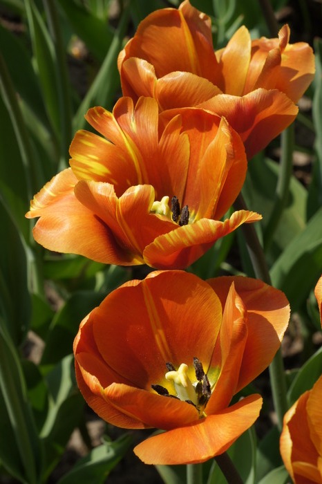 rusty orange tulips