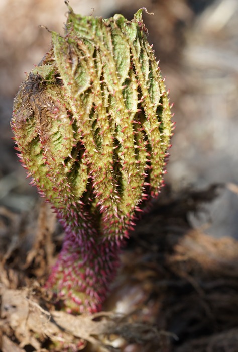 Gunnera manicata