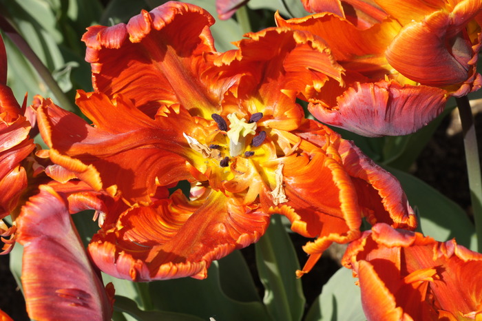 red parrot tulip