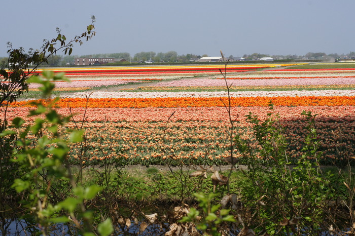 tulip fields