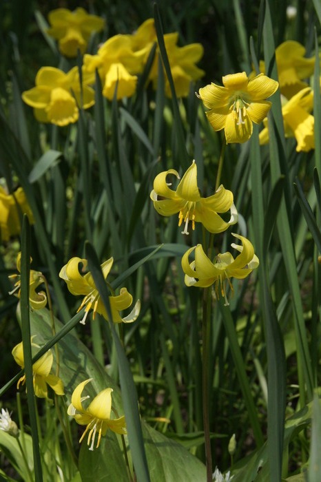 daffodil