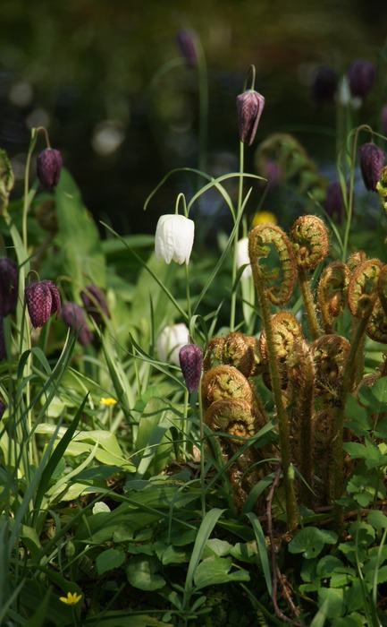 Fritillaria meleagris