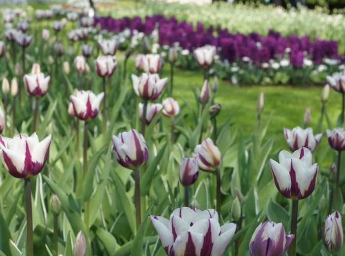 purple-white tulips