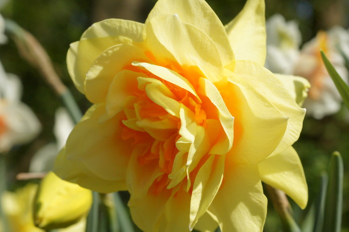 daffodil