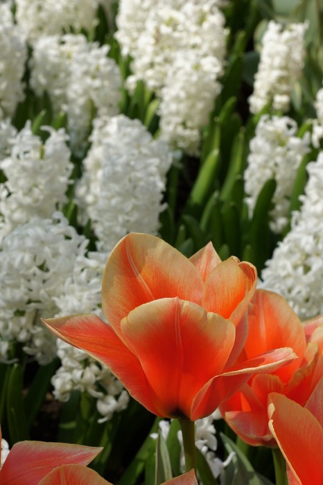 orange tulip and white hyacinths