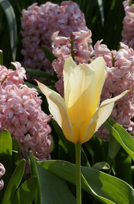 yellow tulip and pink hyacinths
