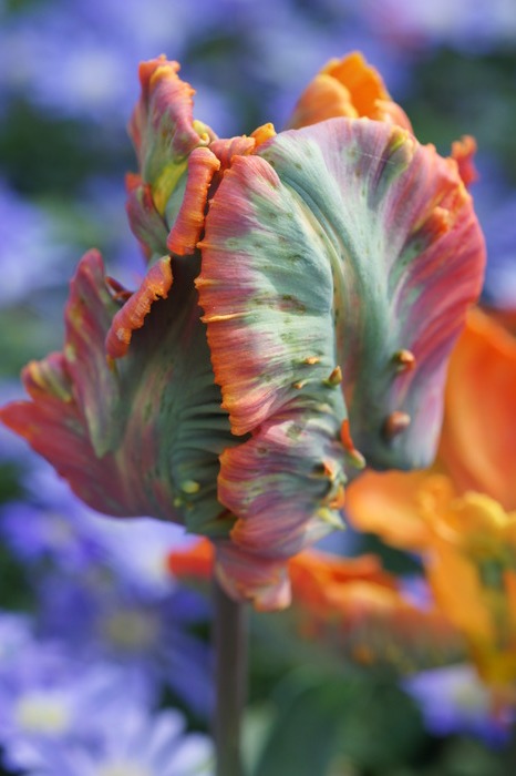 red parrot tulip