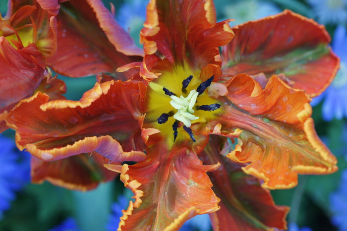 red parrot tulip