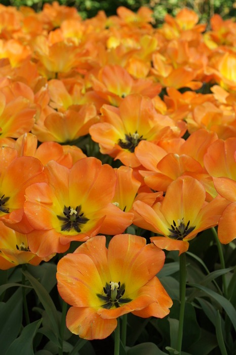 orange tulips