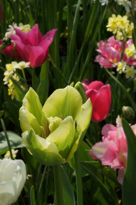 green and pink tulips