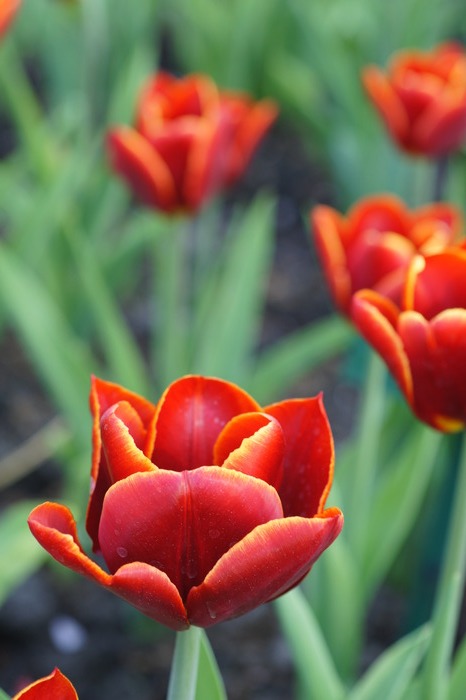 red tulips