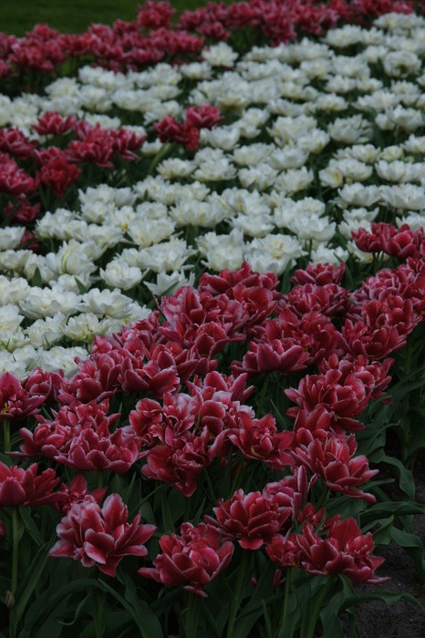 pink and white tulips