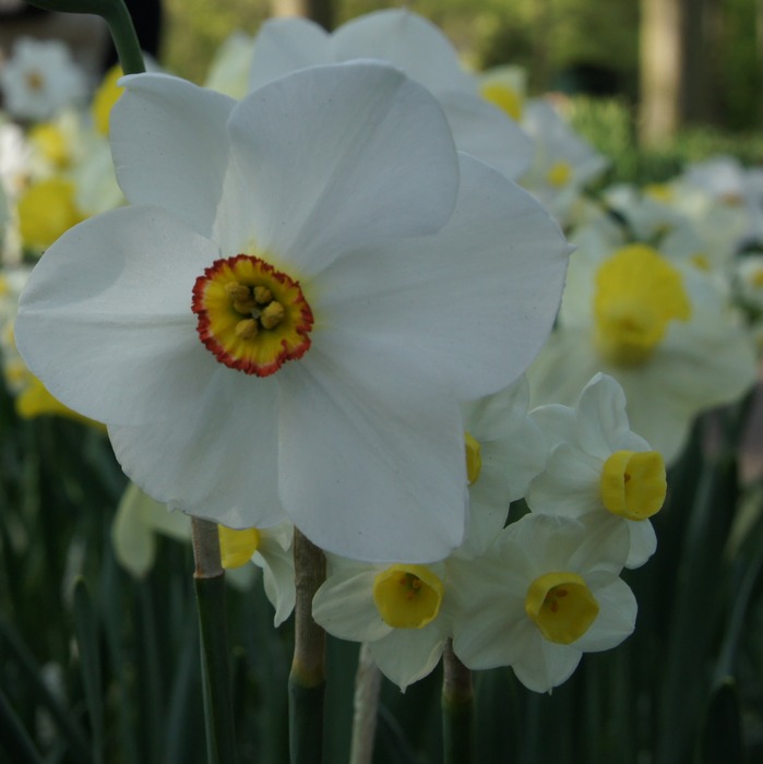 daffodil