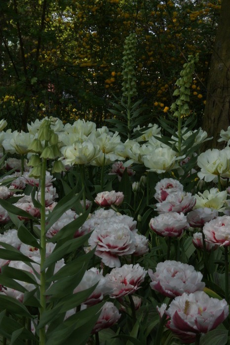 pink and white tulips with some other plant
