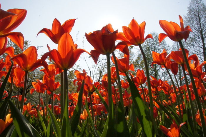 red tulips