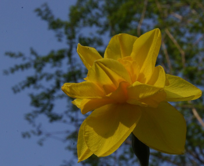 daffodil