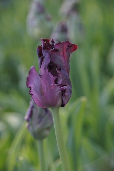 black tulip bud