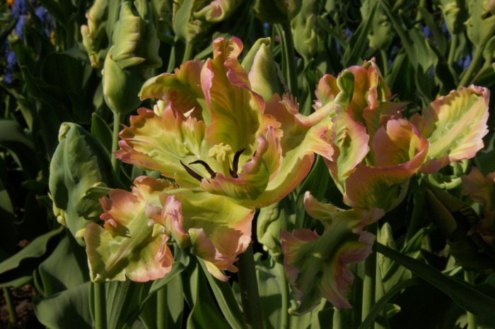 green parrot tulip