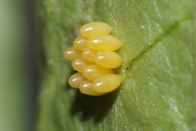 lady bug eggs