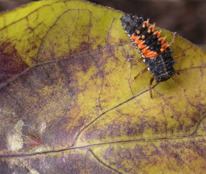 lady with prey