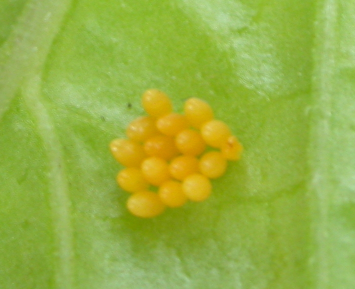 lady bug eggs