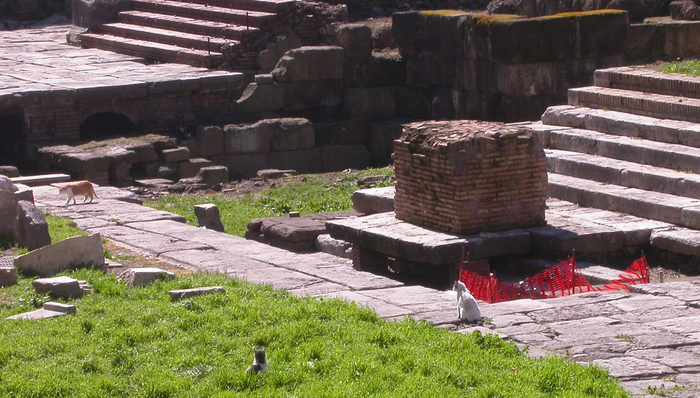 Largo Argentina cats