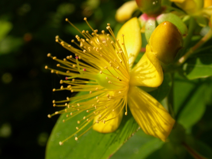 yellow ornamental flower