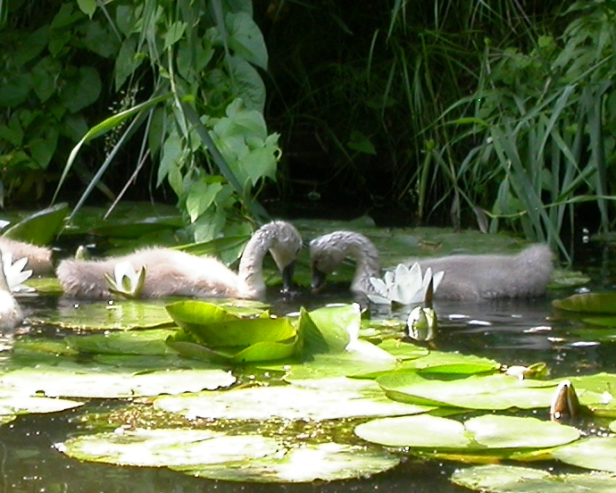 closer swans