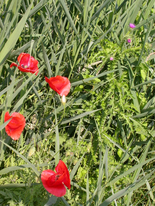 poppies and thistle