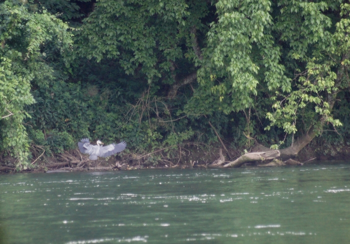 heron flying