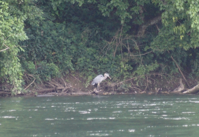 heron fishing