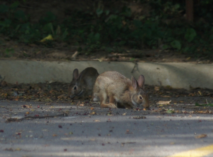 bunnies