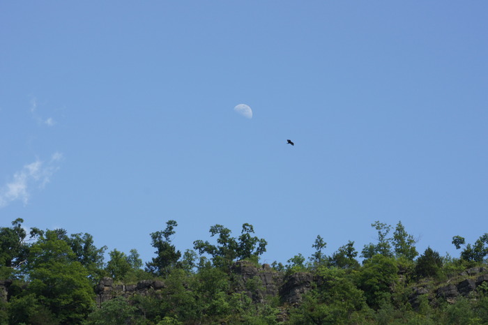moon and buzzard