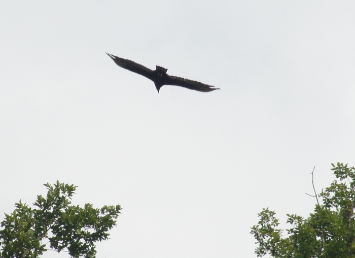 buzzard