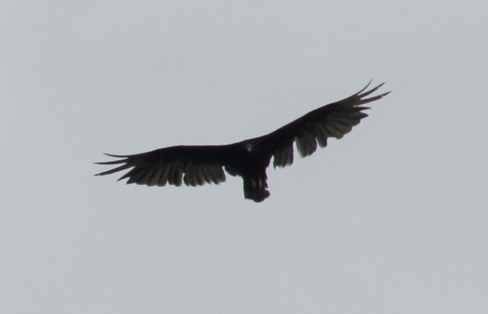 buzzard