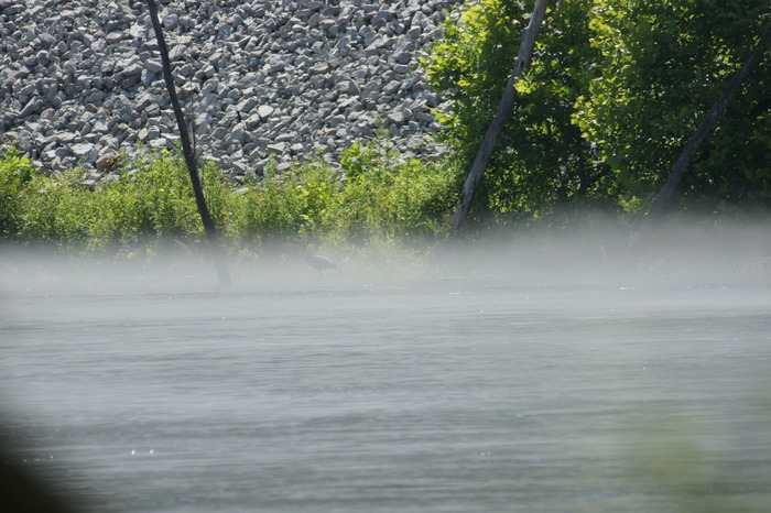 heron in the fog