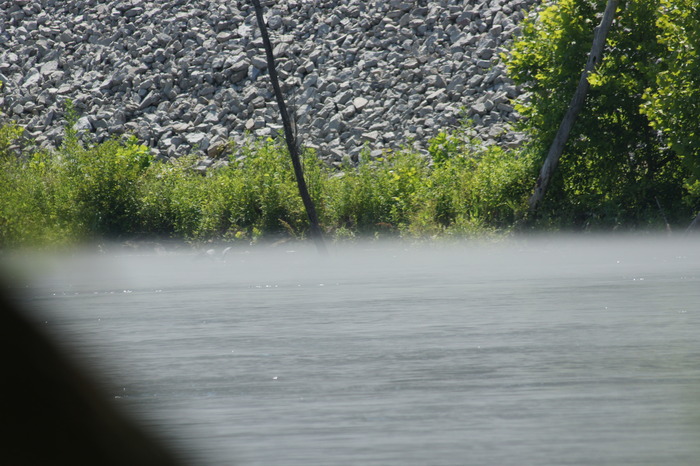 heron in the fog