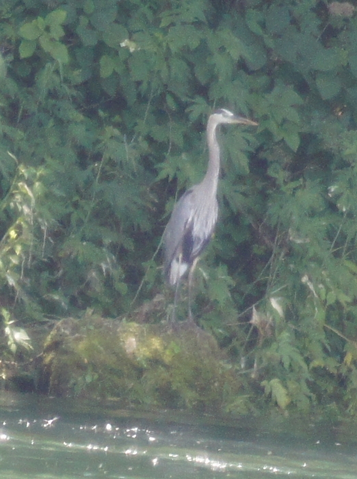 heron in the fog