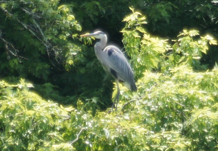 heron in the fog